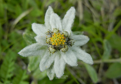 Leontopodium kurilense