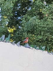 Pyrocephalus rubinus