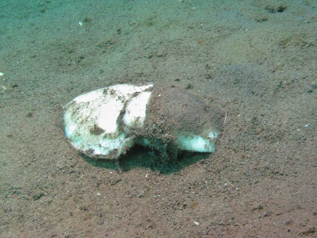 Philinorbidae