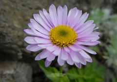Erigeron thunbergii