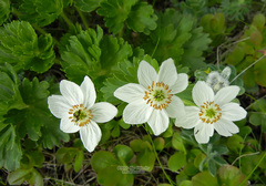 Anemonastrum villosissimum