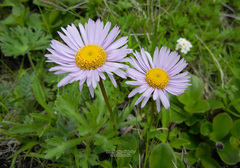 Erigeron thunbergii