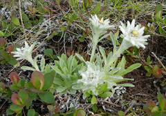 Leontopodium kurilense