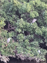 Nyctanassa violacea