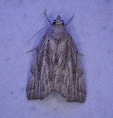 Cutina albopunctella