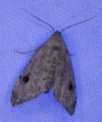 Abablemma brimleyana