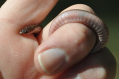 Carphophis amoenus amoenus