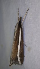 Carectocultus perstrialis