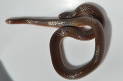 Carphophis amoenus amoenus