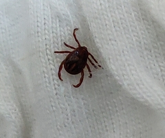 Rhipicephalus sanguineus