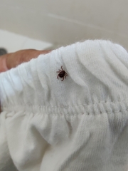 Rhipicephalus sanguineus