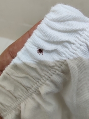 Rhipicephalus sanguineus