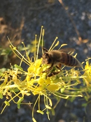 Cleomella palmeri