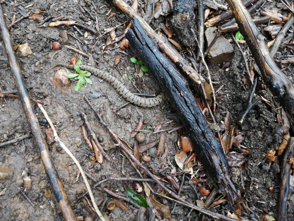 Vipera Aspis Francisciredi From 57022 Castagneto Carducci Li, Italia On 