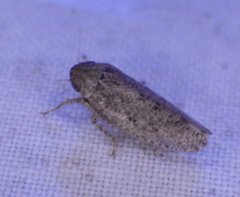 Curtara insularis