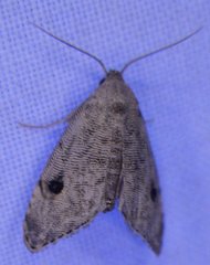 Abablemma brimleyana