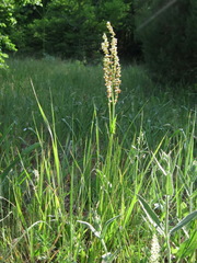 Rumex tuberosus