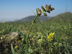 Rumex turcomanicus
