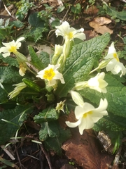 Primula vulgaris