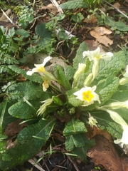 Primula vulgaris