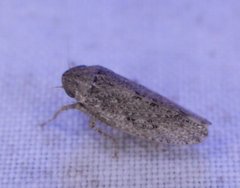 Curtara insularis