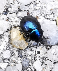 Gastrophysa janthina