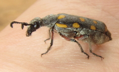 Ceroctis bohemanni