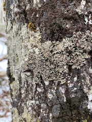 Physconia grumosa