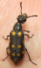 Ceroctis bohemanni