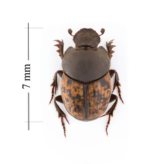 Onthophagus nuchicornis