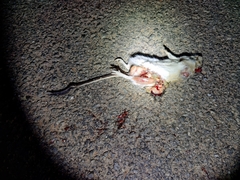 Tatera indica