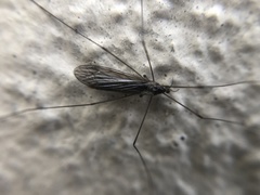 Tipulidae