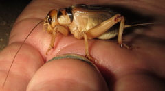 Brachytrupes