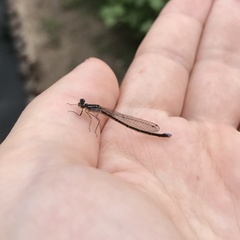 Cyanallagma interruptum