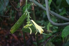 Vanilla rivasii