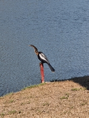 Anhinga anhinga leucogaster