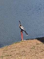 Anhinga anhinga leucogaster