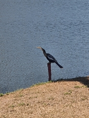 Anhinga anhinga leucogaster