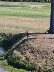 Anhinga anhinga leucogaster