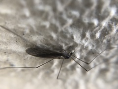 Tipulidae