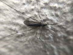 Tipulidae