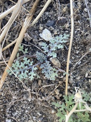 Chaenactis artemisiifolia