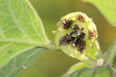 Physalis coztomatl