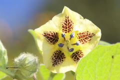 Physalis coztomatl