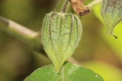 Physalis coztomatl