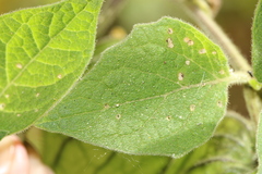 Physalis coztomatl