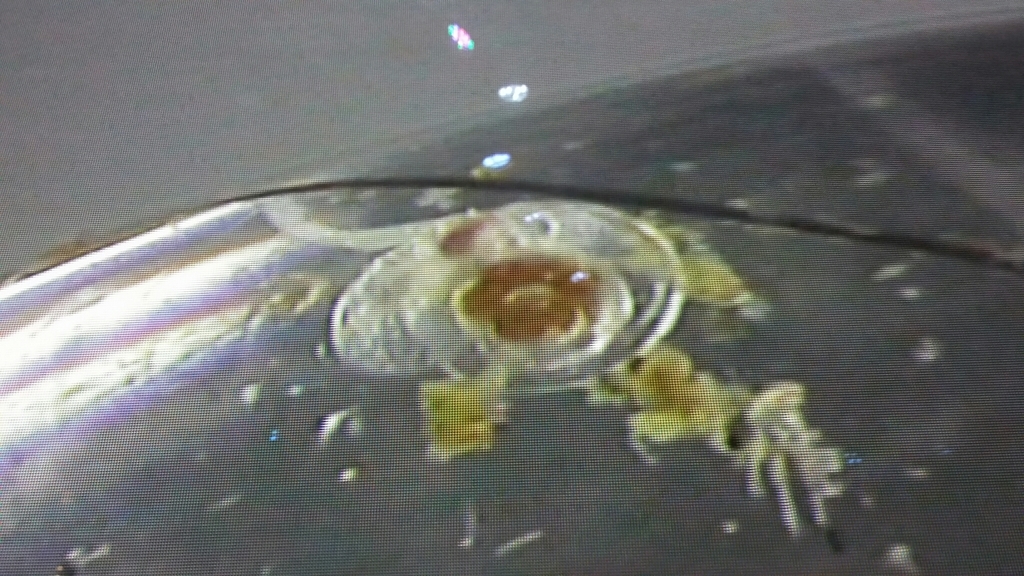Limacinoidea