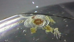 Limacina helicina image