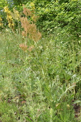 Rumex tuberosus