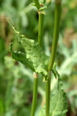 Rumex tuberosus